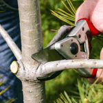 5 BENEFITS OF HIRING A PROFESSIONAL TREE SURGEON