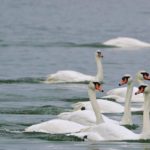 A Florida city is having a swan sale because it costs $10,000 per year to feed them