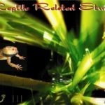 Reptile Bulbs